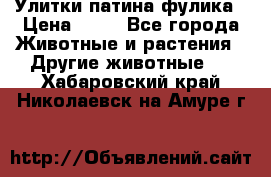 Улитки патина фулика › Цена ­ 10 - Все города Животные и растения » Другие животные   . Хабаровский край,Николаевск-на-Амуре г.